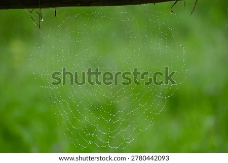 Close-up of a dew-laden orb web, every strand outlined by tiny droplets against a luminous green background.