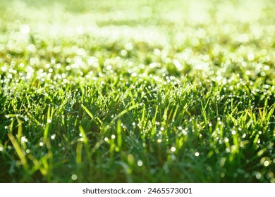Close-up of dewy grass blades sparkling in the morning sunlight - Powered by Shutterstock