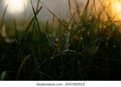 A close-up of dewy grass with a spiderweb glistening in the morning sunlight. The intricate details and golden glow create a peaceful and captivating nature scene - Powered by Shutterstock