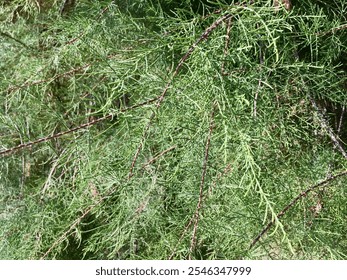 Close-up of dewy, green foliage with fine, needle-like leaves glistening with water droplets. The lush greenery captures the essence of freshness and natural beauty, creating a tranquil atmosphere. - Powered by Shutterstock