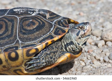 204 Diamondback turtle Images, Stock Photos & Vectors | Shutterstock