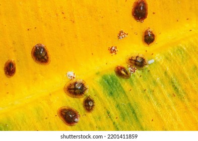Close-up of Diaspididae insects on leaf vessel. Armored scale insects at a home plant Ficus elastica leaf. Insects sucking plant.  - Shutterstock ID 2201411859