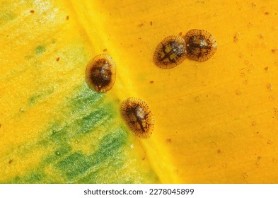 Close-up of Diaspididae insects on leaf vessel. Armored scale insects at a home plant Ficus elastica leaf. Insects sucking plant. 