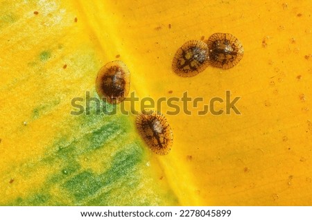 Close-up of Diaspididae insects on leaf vessel. Armored scale insects at a home plant Ficus elastica leaf. Insects sucking plant. 