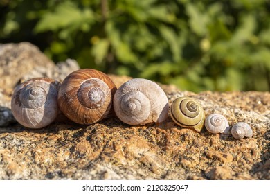 Close-up of different snail shells in a row - Shutterstock ID 2120325047