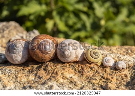 Close-up of different snail shells in a row