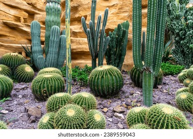 A closeup of different types of cacti in the garden. Golden barrel cactus, Peruvian apple cactus. - Powered by Shutterstock