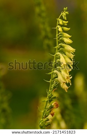 Close-up of digitalis lutea, Belgium