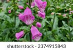 Close-up of Digitalis Pink Panther flowers.