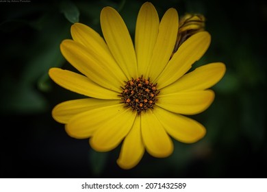 A Closeup Of Dimorphotheca Sinuata, The Glandular Cape Marigold, Namaqualand Daisy 