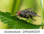 close-up of a dipteran insect of the gray fly family