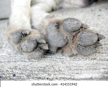dog has dry paws