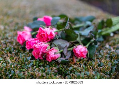 A Closeup Of Discarded Roses  A Bouquet Of Pink Roses 