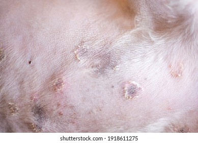 Closeup Disease On Dog Skindermatitis Dogskin Stock Photo 1918611275 ...