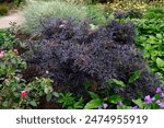 Closeup of the dissected burgundy leaves and flower buds of the perennial garden shrub sambucus nigra f porphyrophylla eva.