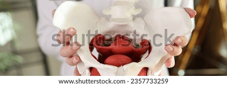Close-up of doctor gynecologist holding of female pelvis with muscles model. Gynecology and medicine concept