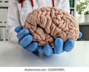 Closeup Of Doctorn Hand Holding Model Of Human Brain. Chronic Cerebral Ischemia