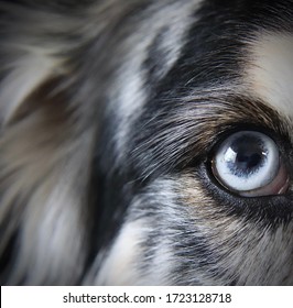 Close-up Of Dog With Blue Eye