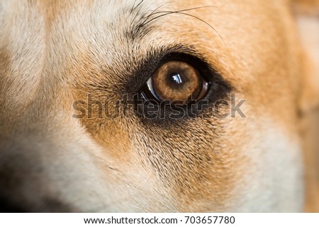 Close-up of a dog ca de bou eye