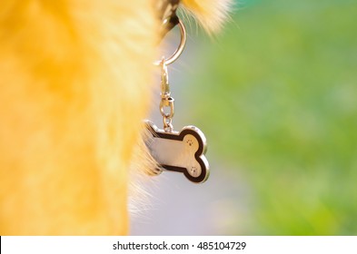 Closeup Dog Collar With Metal Tag Shaped In The Form As Bone, Hanging From Neck