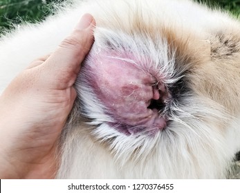 Closeup Dog Ear Problem,show The Secondary Skin Infections In Dogs With Atopic Dermatitis,blurry Light Around