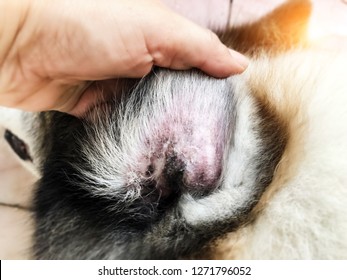 Closeup Dog Ear Problem,show The Secondary Skin Infections In Dogs With Atopic Dermatitis,blurry Light Around