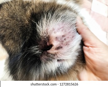 Closeup Dog Ear Problem,show The Secondary Skin Infections In Dogs With Atopic Dermatitis,blurry Light Around