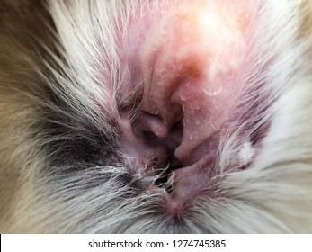 Closeup Dog Ear Problem,show The Secondary Skin Infections In Dogs With Atopic Dermatitis,blurry Light Around