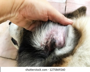 Closeup Dog Ear Problem,show The Secondary Skin Infections In Dogs With Atopic Dermatitis,blurry Light Around