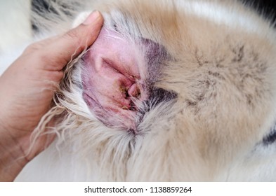 Closeup Dog Ear,show The Secondary Skin Infections In Dogs With Atopic Dermatitis,blurry Light Around