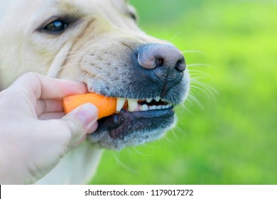 can boxers eat carrots