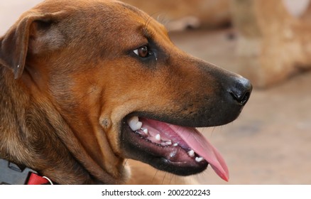 Closeup of a dog face.