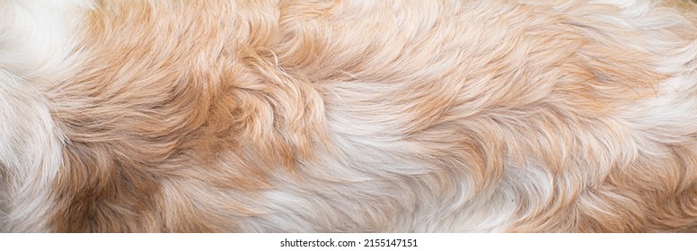 Closeup Dog Fur Texture Background