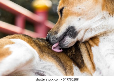 Closeup Of A Dog Licking Itself