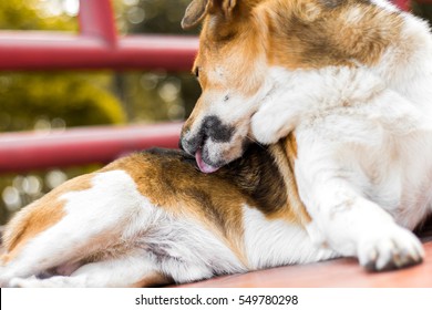 犬 舐める の写真素材 画像 写真 Shutterstock