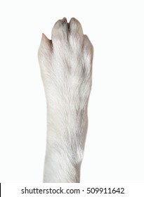 Close-up of dog paw isolated on white background. Dog breed is Border Collie - Shutterstock ID 509911642