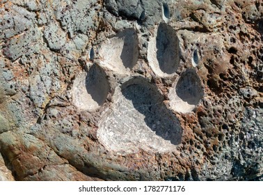 Close-up Of A Dog Paw Print In The Stone.