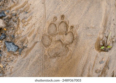 Close-up of a dog paw print in wet sand, capturing the detailed impression and the essence of outdoor exploration and adventure. - Powered by Shutterstock