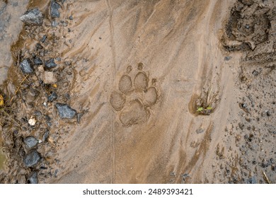 Close-up of a dog paw print in wet sand, capturing the detailed impression and the essence of outdoor exploration and adventure - Powered by Shutterstock