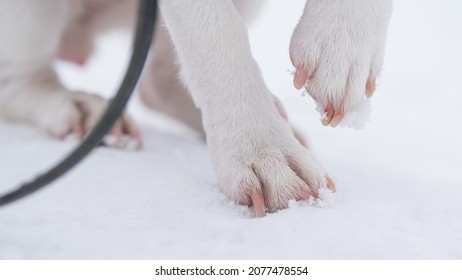 Close-up Of Dog Paws On White Snow.