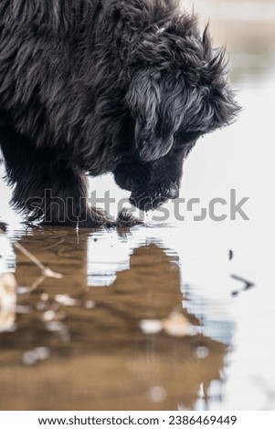 Close-up dog portrait - Newfoundland dog standing in the shallow water of the lake, leaning over the water, a drop of water falling from its mouth, mirroring, blurred background