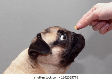 Close-up Of Dog Pug Takes A Treat From Owner Hand