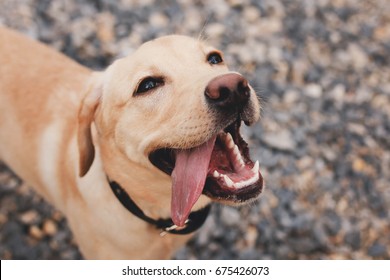 Close-up of a dog puppy labrador head outdoors in nature performs a command to sit and smiles, sticking out his tongue. - Powered by Shutterstock