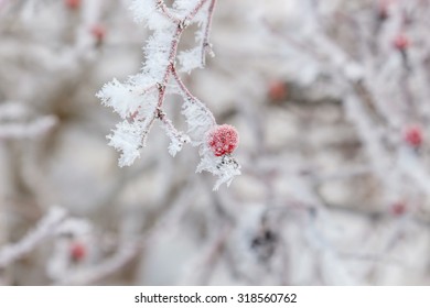 Close-up of dog rose hips (berries) in the snow