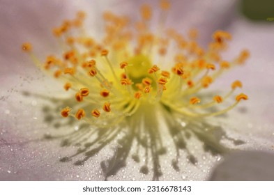 Closeup Dog rose (Rosa canina) flower and drops