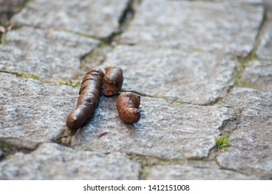 Closeup Dog Shit On Cobblestone Floor Stock Photo 1412151008 | Shutterstock