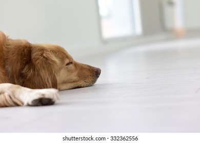 Closeup Of Dog Sleeping On Floor