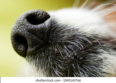 Close-up Of Dog Snout