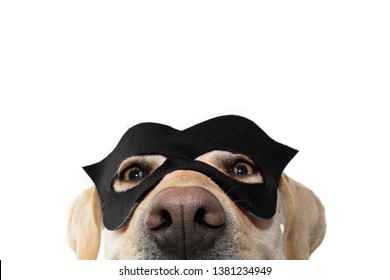 CLOSE-UP DOG SUPER HERO COSTUME. LABRADOR RETRIEVER WEARING A BLACK MASK AND A CAPE.  CARNIVAL OR HALLOWEEN HOLIDAY. ISOLATED STUDIO SHOT AGAINST WHITE BACKGROUND.