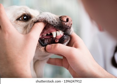 Close-up of a dog teeth being examined by the animal doctor